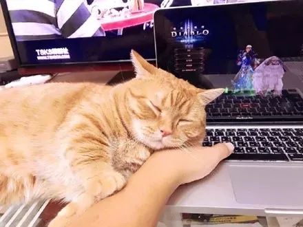 养猫达人抖音小游戏 