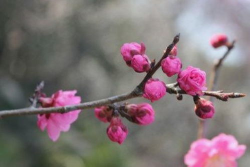 桃花源记游戏官方版 