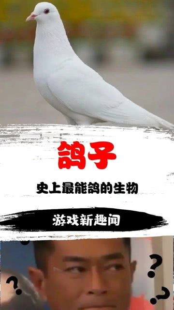 卑鄙的鸽子 